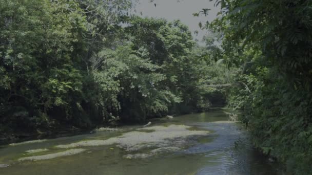 Grund Flod Ström Mitten Kalimantan Djungel — Stockvideo