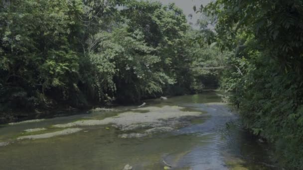 Corsi Acqua Poco Profondi Foresta Profonda Kalimantan — Video Stock