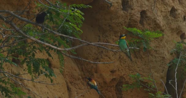 欧洲食蜂兽 Meropidae 和一只乌鸦坐在树枝上跳跃 — 图库视频影像