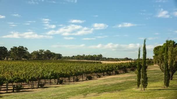 Druivenstokken Barossa Valley Zuid Australië — Stockvideo