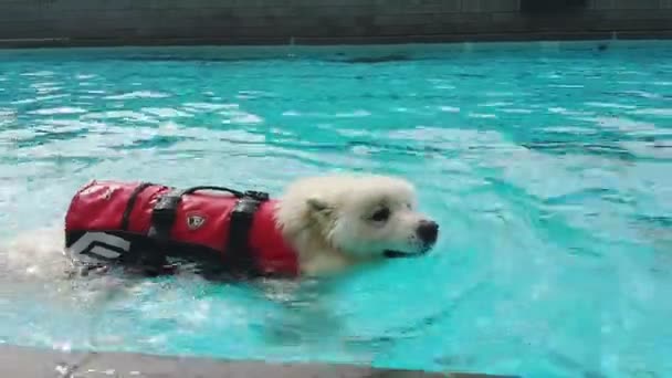 Cão Samoyed Colete Salva Vidas Nada Lentamente Longo Uma Piscina — Vídeo de Stock