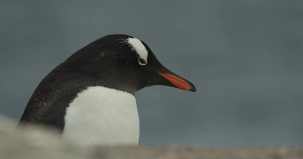 Een Close Van Een Pinguïn Die Zijn Hoofd Schudt Rondkijkt — Stockvideo