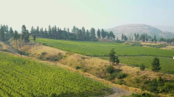 Vista Aérea Hileras Viñedo Montañas Okanagan Cerca Kelowna Con Humo — Vídeo de stock