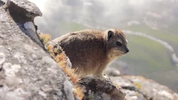 Dassie Rock Hyrax Found Table Mountains Cape Town — Αρχείο Βίντεο