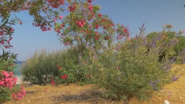 Hermosas Flores Arbustos Cerca Una Playa — Vídeo de stock