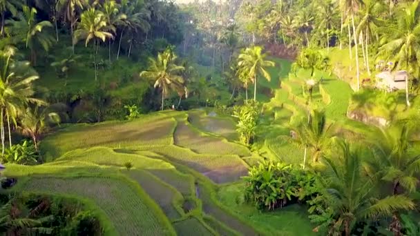 Colpo Aereo Drone Bali Rice Terrace Campi — Video Stock