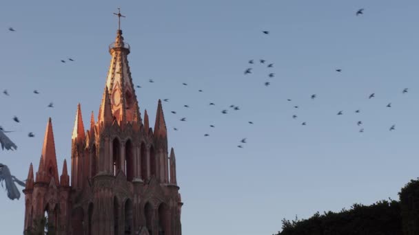 Statische Mittlere Aufnahme Einer Unglaublichen Vogelschar Die Die Berühmte Pfarrkirche — Stockvideo