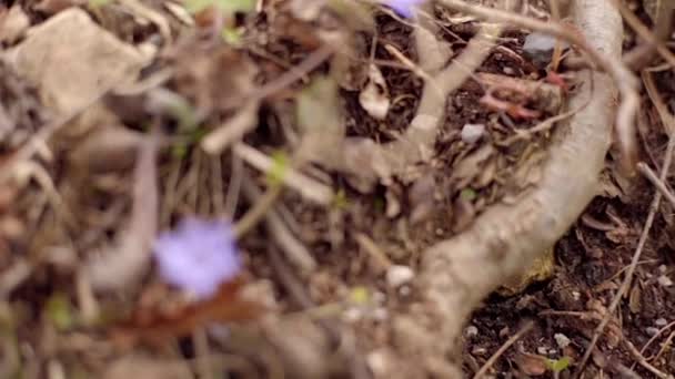 Panoramic Slow Motion Clip Forget Flower — Vídeo de Stock