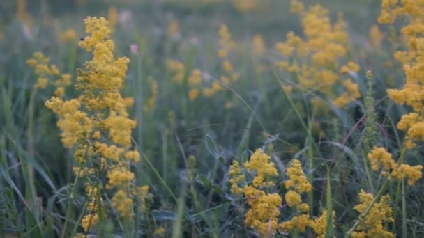 Poupée Gauche Droite Prise Vue Viol Cachée Dans Herbe — Video