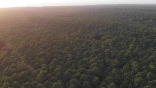 Vista Drone Uma Floresta Cortegaa Portugal — Vídeo de Stock