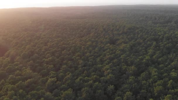 Drone view of a forest in Cortegaa, Portugal.
