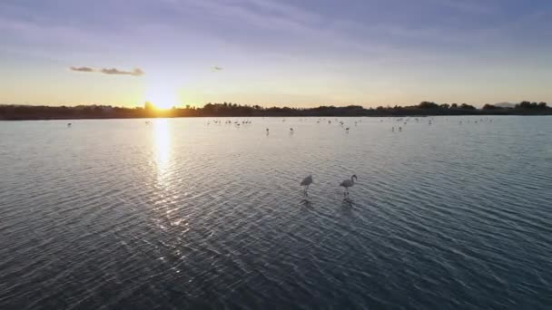 Flamingo Luftaufnahme Bei Sonnenuntergang Auf Der Griechischen Insel Kos — Stockvideo