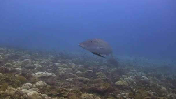 Long Nosed Emperor Fish Swimming Coral Divers — Stock Video