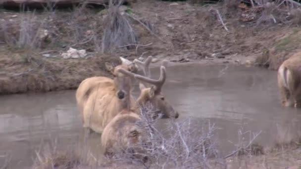 Segundos 1080P Ciervo Pre David Agujero Agua — Vídeos de Stock