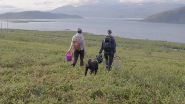 Colheita Mirtilo Com Ajuda Apanhador Bagas Sueco Filmado Fora Kiruna — Vídeo de Stock