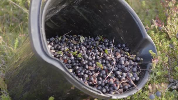 Bosbessenplukken Met Behulp Van Een Zweedse Bessenplukker Gefilmd Buiten Kiruna — Stockvideo