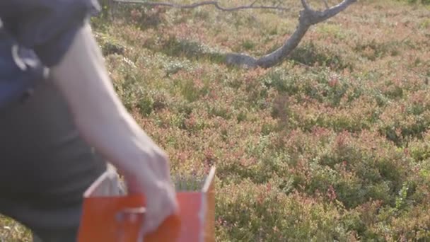 Culegerea Afinelor Ajutorul Unui Culegător Boabe Suedeze Filmat Fața Kirunei — Videoclip de stoc