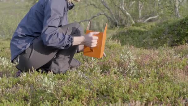 Blåbärsplockning Med Hjälp Svensk Bärplockare Inspelning Utanför Kiruna Lappland — Stockvideo