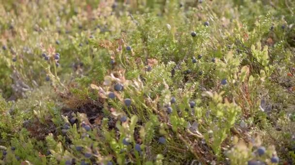 Sběr Borůvek Pomocí Švédského Sběrače Bobulí Natočeno Mimo Kiruna Švédském — Stock video