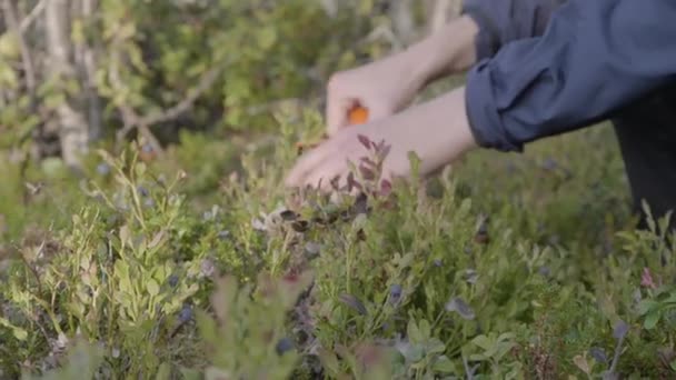 Blaubeerpflückung Mit Hilfe Eines Schwedischen Beerenpflückers Gedreht Außerhalb Von Kiruna — Stockvideo