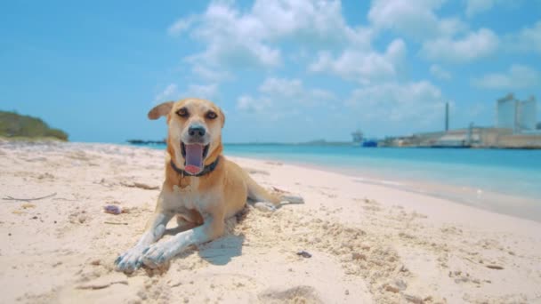 Pies Leżący Białej Piaszczystej Plaży Odpoczywający Ziewający Curacao — Wideo stockowe