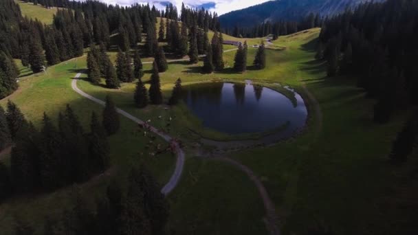 Vuelo Sobre Pequeño Lago Una Manada Vacas Montaña — Vídeos de Stock