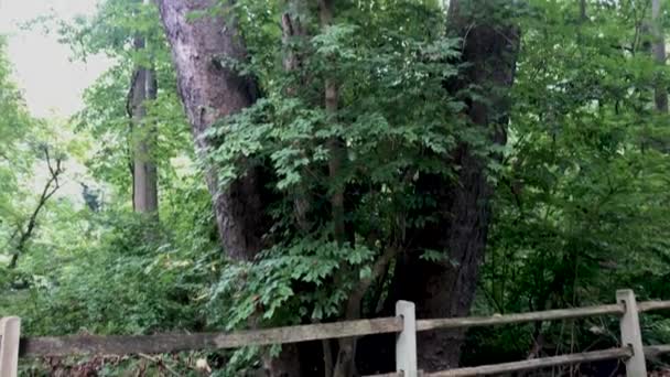 Trois Grands Arbres Été Caméra Bascule Vers Haut — Video