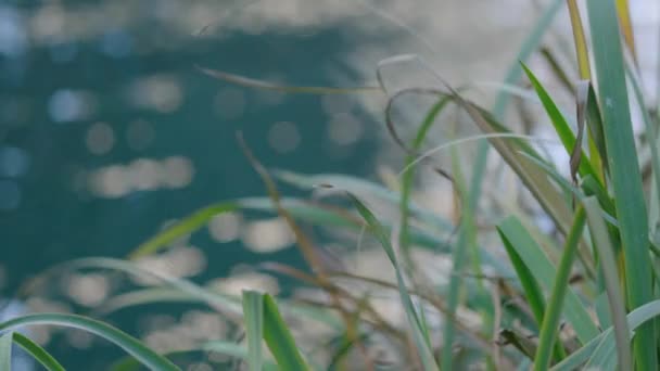 Ondulations Eau Hors Foyer Derrière Herbe Haute — Video