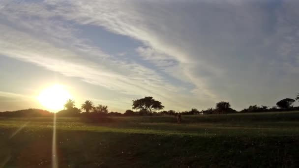 Herd Impala Soaking Warm Morning Sun Rises Greet South Africa — Stock Video