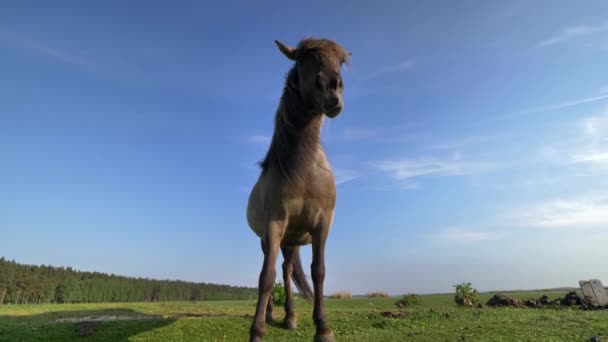 Wildpferd Und Blauer Himmel — Stockvideo