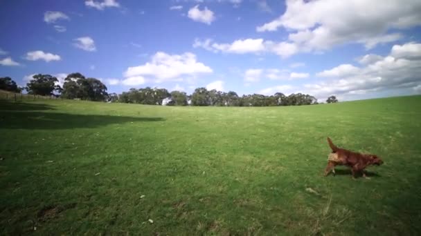 Golden Retriever Cão Correndo Tiro Amplo Campo Aberto Veículo Movimento — Vídeo de Stock