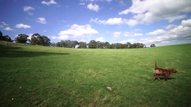 Perro Golden Retriever Corriendo Campo Abierto Disparando Desde Vehículo Movimiento — Vídeos de Stock