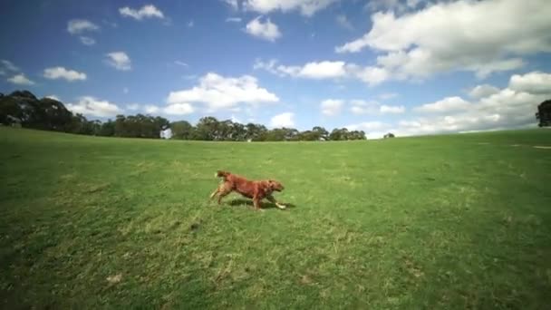 Perro Golden Retriever Corriendo Campo Abierto Disparando Desde Vehículo Movimiento — Vídeos de Stock