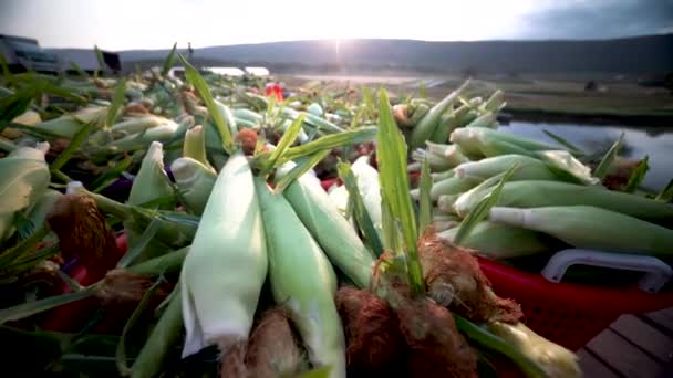 Крупный План Свежесобранной Кукурузы Камера Движется Вправо Восходом Солнца Заднем — стоковое видео