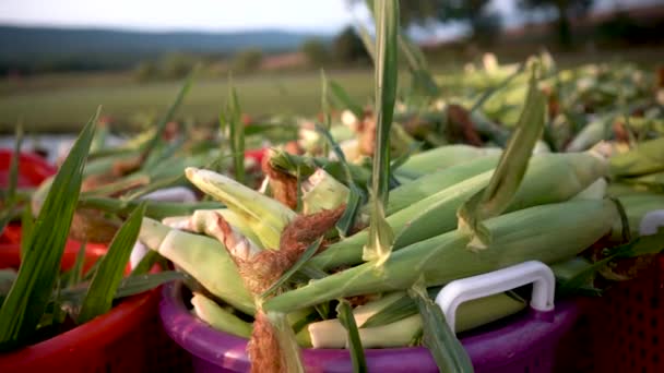 Nahaufnahme Von Tau Auf Dem Frisch Gepflückten Mais — Stockvideo