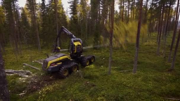Kalajengking Melakukan Pekerjaan Hutan — Stok Video