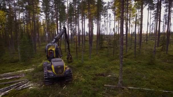 Escorpión Haciendo Trabajo Forestal — Vídeos de Stock