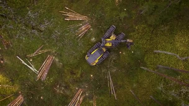 Escorpión Haciendo Trabajo Forestal — Vídeos de Stock