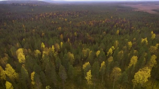 Skorpion Wykonujący Pracę Lesie — Wideo stockowe