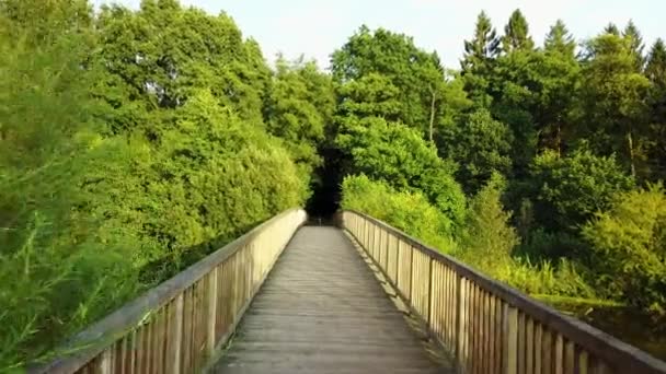 Ponte Legno Nella Foresta Verde Sopra Acqua — Video Stock