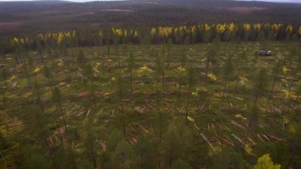 Escorpião Fazendo Trabalho Florestal — Vídeo de Stock