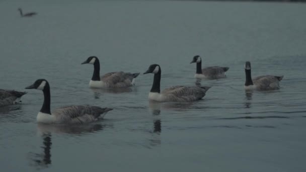 Flock Geese Pond Slow Motion — Stock Video