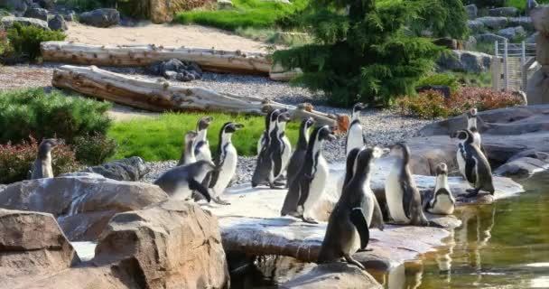 Alerta Pingüinos Humboldt Zoológico Rostock — Vídeo de stock