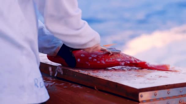 Closcap Масштабирующая Свежепойманную Красную Рыбу Движущейся Лодке Slow Motion — стоковое видео