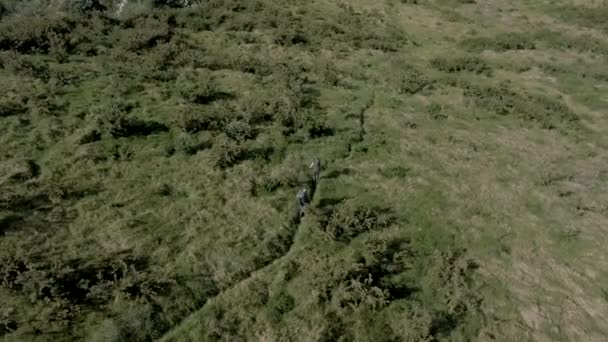 两名男子沿着一条穿过高草和灌木丛的小径走着 他们正在沿着新西兰的一个沿海地区跋涉 上面的影像是用无人机拍摄的4K 3840 2160像素 — 图库视频影像