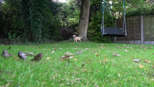 Moineau Oiseaux Manger Des Graines Dans Jardin 60Fps Mov — Video