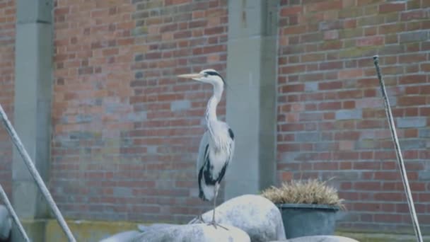 Tiro Mano Una Garza Gris Cámara Lenta Tomando Sol Sobre — Vídeos de Stock