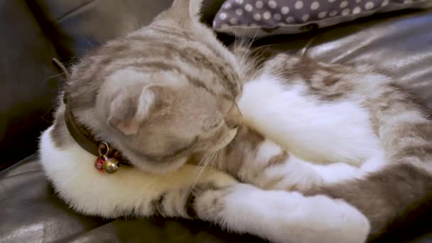 American Shorthair American Shorthair Cat Cat — Vídeo de Stock