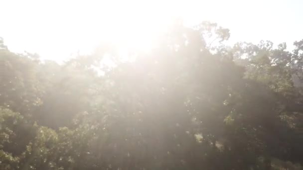 Aerial Comenzando Cerca Parte Superior Árbol Con Rayos Luz Mirando — Vídeos de Stock