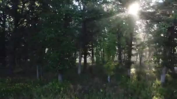 Aereo Attraversando Una Foresta Nebbiosa Piena Fasci Luce Durante Alba — Video Stock